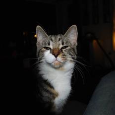 Blanding af racer bailey