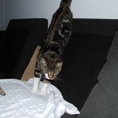 Blanding af racer bailey