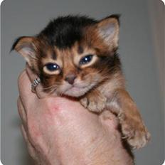 Somali R.I.P Nicolai