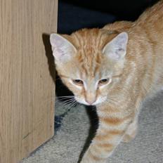 Blanding af racer Hannibal