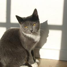 Huskat Pismis-mivsen