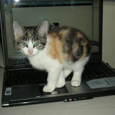 Blanding af racer Bonita