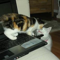 Blanding af racer Bonita