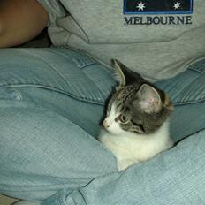 Blanding af racer Bonita