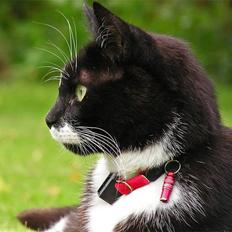 Huskat Tjalfe (Fofo)