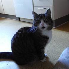 Blanding af racer Baloo R.I.P