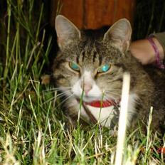 Blanding af racer Baloo R.I.P