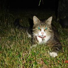 Blanding af racer Baloo R.I.P