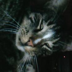 Blanding af racer Shere Khan RIP