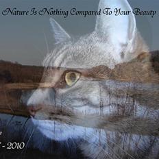 Blanding af racer Miv RIP