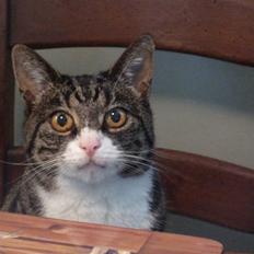 Blanding af racer Laban