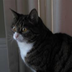 Blanding af racer Laban