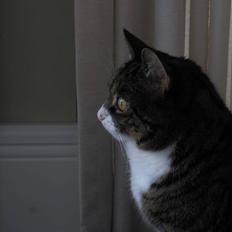 Blanding af racer Laban