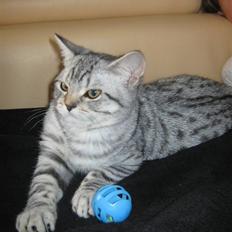 British Shorthair DASH