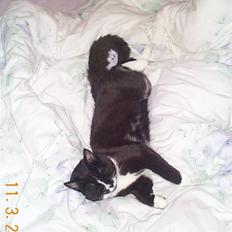 Huskat Tjalfe (Fofo)