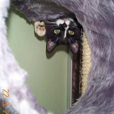 Huskat Tjalfe (Fofo)