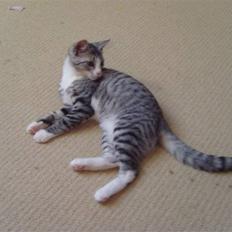 Blanding af racer Putte †