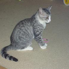 Blanding af racer Putte †