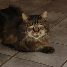 Maine Coon turner