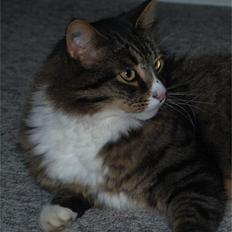 Blanding af racer Ozzi †R.I.P†