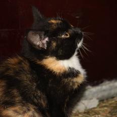 Blanding af racer Molly 