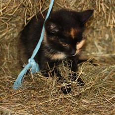 Blanding af racer Molly 