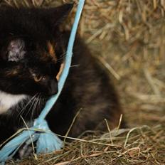 Blanding af racer Molly 