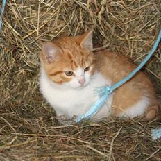 Blanding af racer Mis 