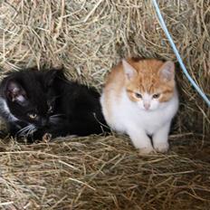 Blanding af racer Mis 