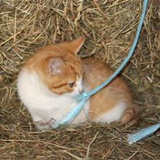 Blanding af racer Mis 