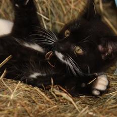 Blanding af racer Plet SOLGT