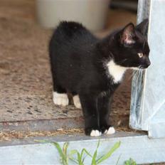 Blanding af racer Plet SOLGT