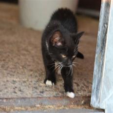 Blanding af racer Plet SOLGT