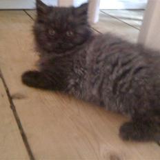 Blanding af racer Sandy Sov sødt min pige