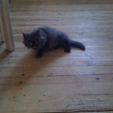 Blanding af racer Sandy Sov sødt min pige