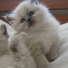 Hellig Birma Chicabee Miss Muffin