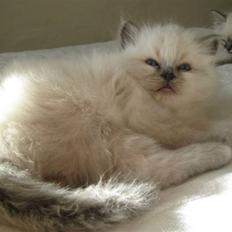 Hellig Birma Chicabee Miss Muffin