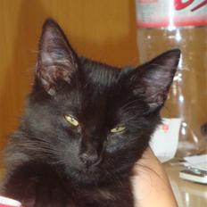 Norsk Skovkat Babette's Aske