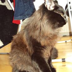 Norsk Skovkat Babette's Aske