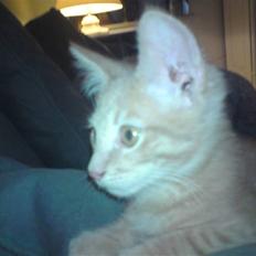 Blanding af racer fister