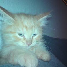 Blanding af racer "bebsen"