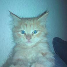 Blanding af racer "bebsen"