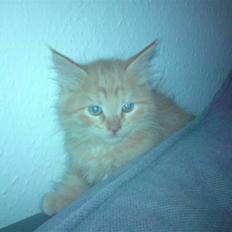 Blanding af racer "bebsen"