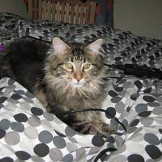 Maine Coon Ronnie
