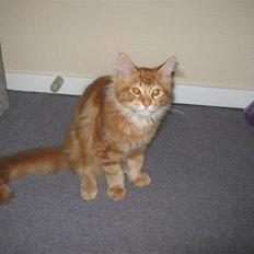 Maine Coon Johnnie