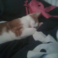 Huskat Sofus- Muglivis død?<3. 