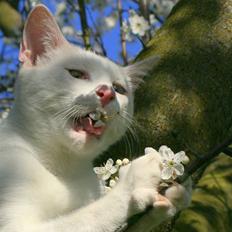 Blanding af racer Baldrian