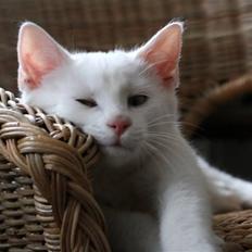 Blanding af racer Baldrian