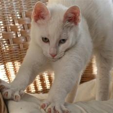 Blanding af racer Baldrian