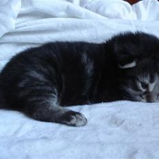 Norsk Skovkat loneStar